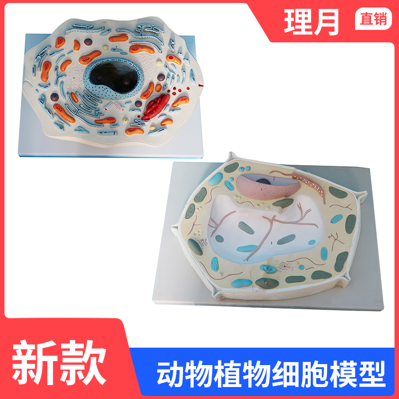 動物細胞亞顯微結構模型在中學生物教學中的應用與推廣